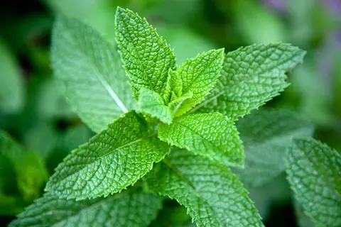 Peppermint